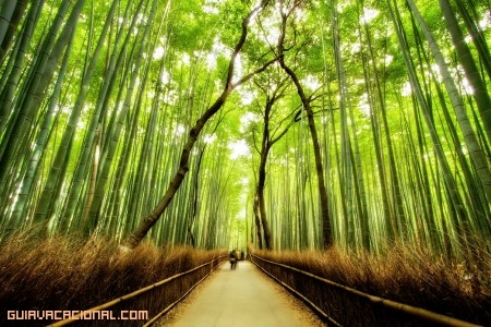 Bosque de Bambú en Japón